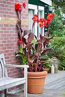 Canna indica in terracotta on a patio.