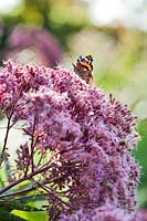 Eupatorium maculatum 'Atropurpureum' with a butterfly.