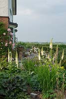 Digitalis purpurea provide hight and colour to the early summer planting.