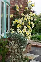 Rosa - yellow rose growing against house wall. 
