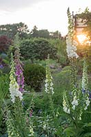 Backlit by the late evening sun these Digitalis purpurea add colour and height to the garden.