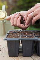 Woman adding compost to tray to cover newly sown seeds