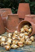 Still life with Camassia quamash bulbs