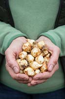 Woman holding Camassia quamash bulbs