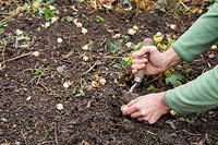 Woman planting Camassia quamash bulbs with hand trowel in Autumn