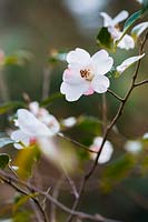 Camellia 'Cornish Snow' cuspidata x saluenensis