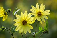 Helianthus 'Carine'. Sunflower