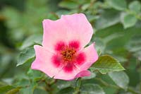 Rosa For Your Eyes Only syn. Rosa 'Cheweyesup'