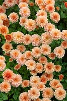 Chrysanthemum 'Picasso'