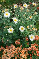 Chrysanthemum 'Picasso' with Chrysanthemum 'Elaine's Hardy White'