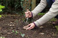 Woman planting Cyclamen hederifolium corms