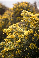 Ulex europaeus - Common Gorse growing on cliffs in Cornwall.
