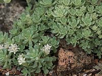 Sedum pachyclados - low growing alpine plant