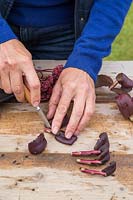 Woman taking cuttings of Sedum 'Purple Emperor' - removing leaves using sharp knife