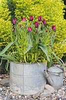 Galvanised container with Tulipa 'Ronaldo' and Wallflowers 'Scarlet Emperor'