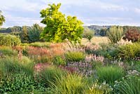 View of the mixed planting of perennials and grasses in August. Planting includes Miscanthus sinensis, Veronicastrum virginicum, Persicaria amplexicaulis 'Rosea', Persicaria amplexicaulis, Calamagostris x acutiflora 'Karl Foerster'. Lily Frederix, Netherlands.