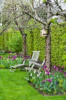 Spring border of tulips and wooden armchairs in an orchard. Tulipa 'Don Quichotte', Tulipa 'Mistress Mystic', Tulipa Negrita, Muscari and Narcissus 'Ice Follies'.