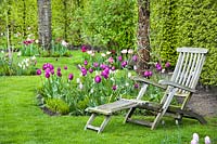 Spring border of tulips and wooden armchairs in an orchard. Tulipa 'Don Quichotte', Tulipa 'Mistress Mystic', Tulipa Negrita, Muscari and Narcissus 'Ice Follies'.