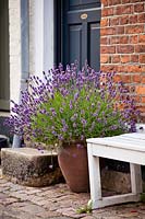 Lavandula angustifolia in a glazed pot at the entrance.