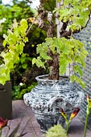 Grapevine planted in decorative urn.