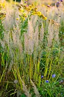 Calamagrostis brachytricha