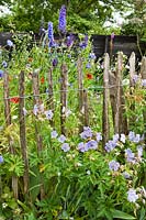 Chestnut paling round mixed planting of Geranium pratense 'Mrs Kendall Clark' meadow cranesbill, poppies, cornflowers, roses, sweet peas and Delphinium elatum. Hetty van Baalen garden, The Netherlands