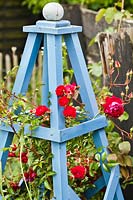 Obelisk with Rosa 'Gruss an Teplitz'. Hetty van Baalen garden, The Netherlands