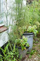 Allium karataviense 'Ivory Queen' and Foeniculum vulgare 'Purpureum' in containers. Hetty van Baalen garden, The Netherlands