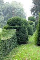 Centuries-old Yew topiary to be pruned.