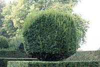 Centuries-old topiary's to be pruned.