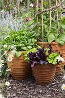 Trio of containers with vegetables, Mixed lettuce, Spinach and Runner beans on willow wigwam