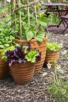 Trio of containers with vegetaales, Mixed lettuce, Spinach and Runner beans on willow wigwam