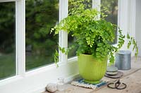Adiantum - Maidenhair Fern in lime green glazed pot on windowsill