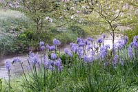 Camassias on the banks of the River Avon at Heale House in Wiltshire on a frosty April morning