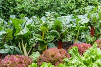 The Chris Evans Taste Garden - Rows of Chard with Lettuce 'Lollo Rossa' - RHS Chelsea Flower Show 2017 