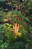 The Jeremy Vine Texture Garden - Illuminated bark of Acer griseum  syn. Acer nikoense Maxim. var. griseum Franchbark at night - RHS Chelsea Flower Show 2017