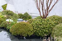 Stream running beneath stone path with elegant soft planting of grasses and flowers  contrasting with spiky Pinus mugo and multi-stem Prunus serula tree with dark burgundy bark - The Jeremy Vine Texture Garden - Radio 2 Feel Good Gardens -RHS Chelsea Flower Show 2017 - Designer:Matt Keightley