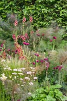 Soft elegant planting of Cirsium rivulare 'Atropurpureum', Verbascum 'Firedance' and Foeniculum vulgare 'Purpureum' - The Jeremy Vine Texture Garden - Radio 2 Feel Good Gardens - RHS Chelsea Flower Show 2017 - Designer:Matt Keightley