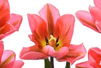 Tulipa  'Pretty Princess'  - Tulip 
