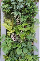 City Living - Green wall of plants including Hosta 'Devon Green', Melianthus major, Begonia rex and Polygala myrtifolia - RHS Chelsea Flower Show 2017