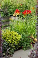 Hemerocallis 'Lusty Lealand' in Foundations for Growth at RHS Hampton Court Palace Flower Show 2015