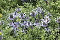 Eryngium bourgatii 'Picos Blue'