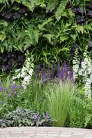 Living wall planting of Heuchera 'Obsidian', Athyrium filix-femina, with Digitalis 'Camelot White', Salvia nemorosa 'Caradonna', in border below - The Wellbeing of Women Garden - RHS Hampton Court Flower Show 2015
