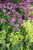 Astrantia major 'Gill Richardson' with Alchemilla 'Goldstrike'