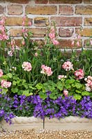 Victorian bedding - Campanula, Pelargonium and Penstemon in A Growing Obsession, Hampton Court Flower Show 2015