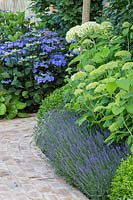Lavandula, Hydrangea macrophylla 'Zorro', Buxus and Hydrangea arborescens 'Annabelle' bordering brick pathway - Squire's Garden Centres: Urban Oasis garden - Hampton Court Flower Show 2015