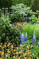 Flower bed with Pinus leucodermis 'Nana' , Cirsium 'Trevors Blue Wonder', Lupinus 'Persian Slipper', Geum 'Totally Tangerine' - The Stonemasons Garden - RHS Chelsea flower show 2017 - Designer: Chris Beardshaw - Sponsor: Morgan Stanley
