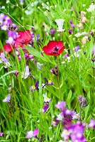 Annual flowers in meadow including Linaria maroccana 'Sweeties' and scarlet flax, Linum grandiflorum 'Rubrum' at RHS Harlow Carr in July