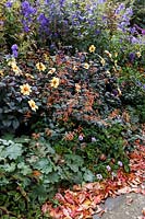 Autumn borders with Aconitum and Dahlia 'Moonfire'