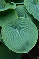 Hosta sieboldiana var. elegans